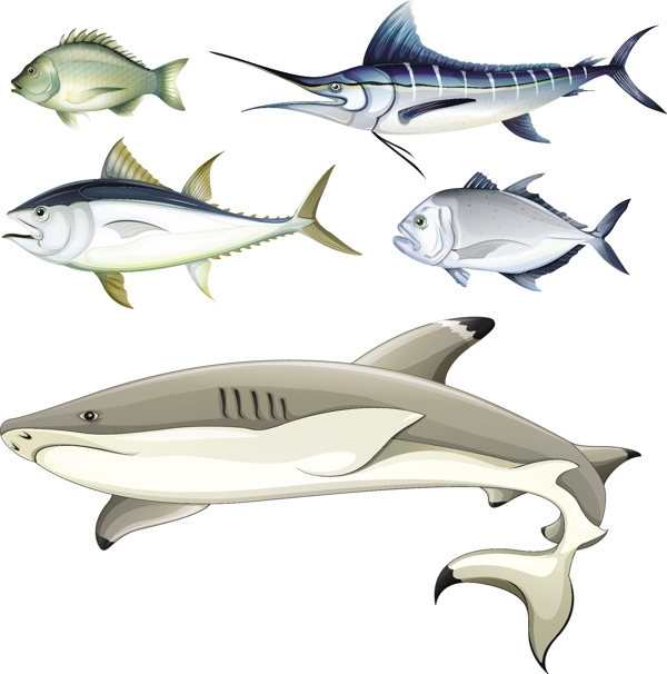 海洋各种鱼类插画