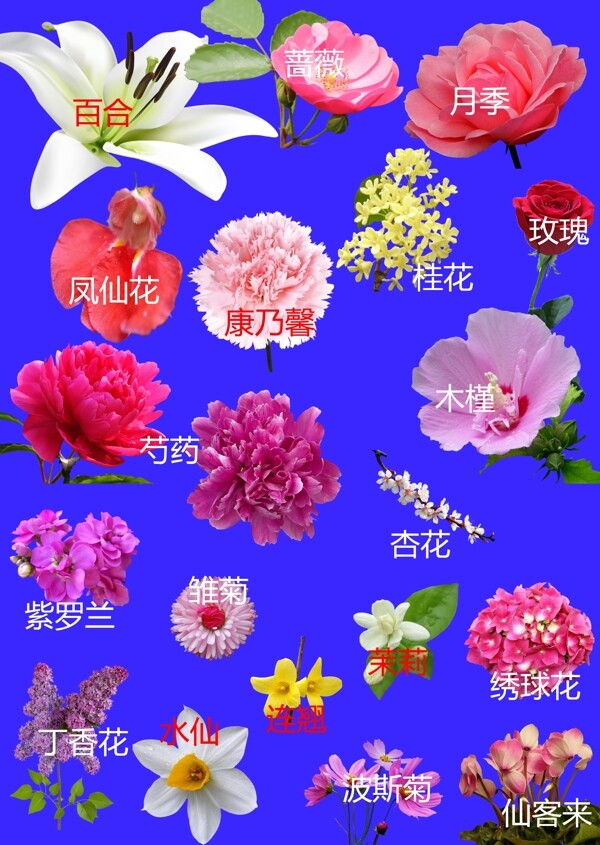 花卉图片