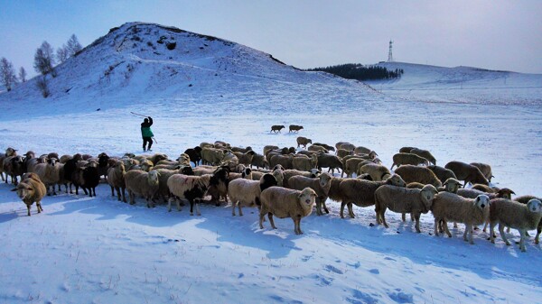 冬季牧场图片