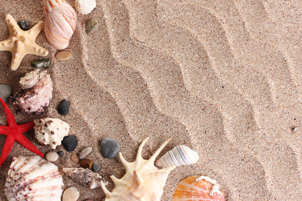 沙滩上的贝壳海星摄影
