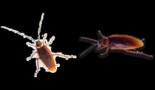 两只红色的蟑螂免抠png透明图层素材