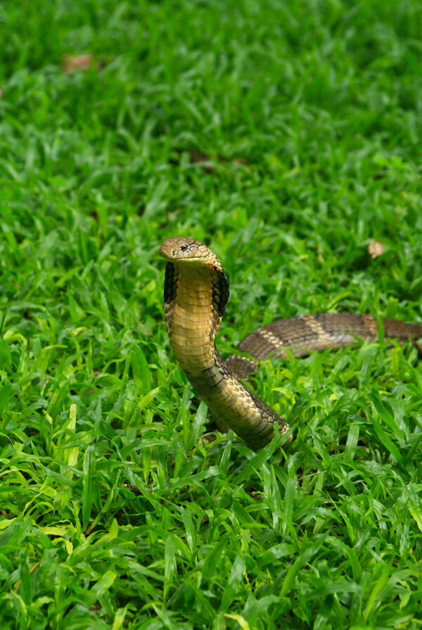 草地上爬行的眼镜蛇