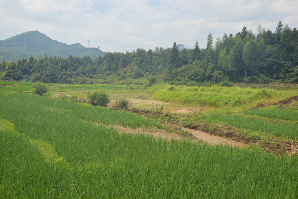 稻田