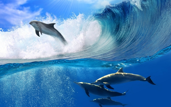 高清海豚戏水图