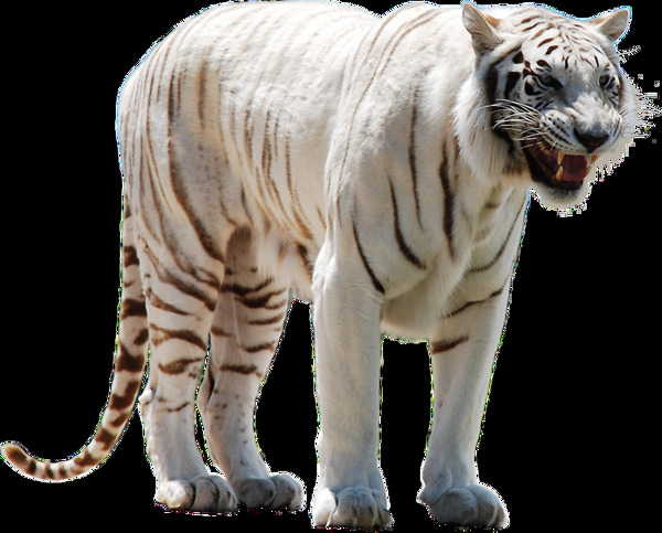 白色的老虎免抠png透明素材