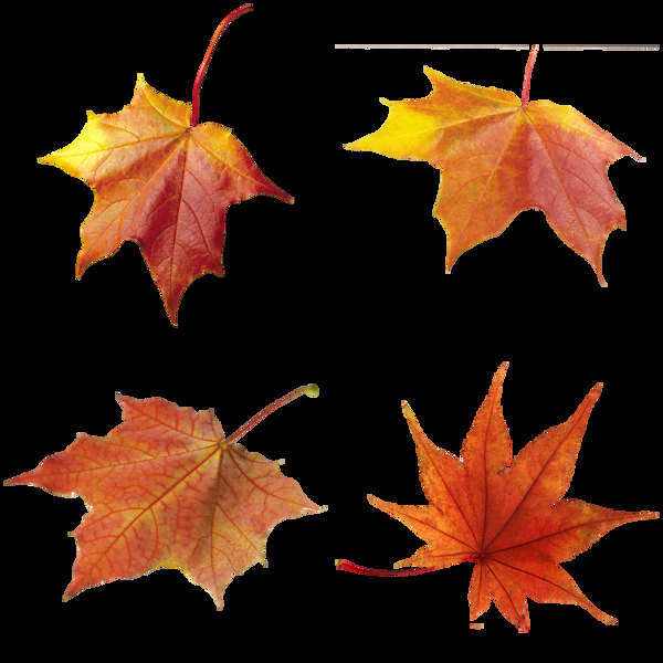 红色秋天树叶免抠png透明图层素材