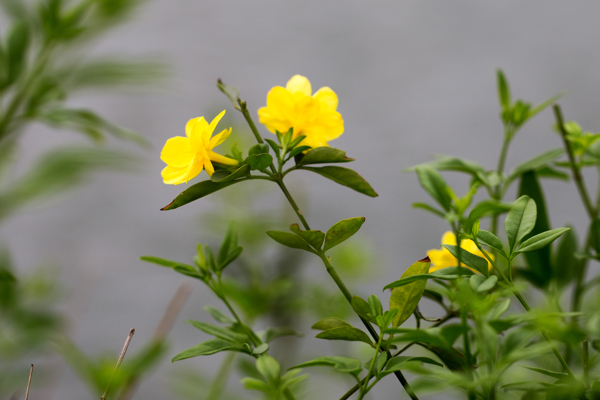 迎春花