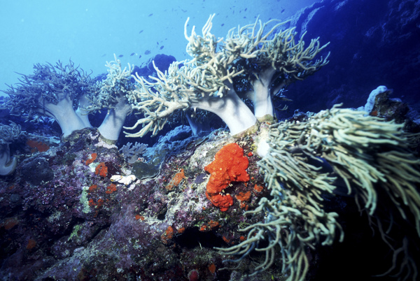 海洋生物