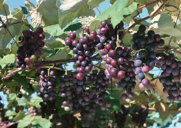 新疆特产紫葡萄供应葡萄酒的葡萄原料采摘园