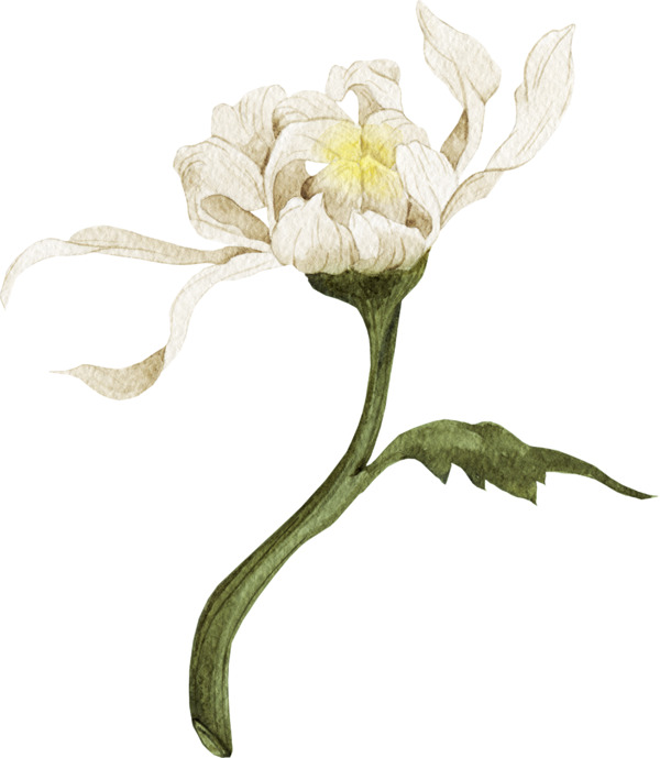 一支白色花朵淡雅图片素材