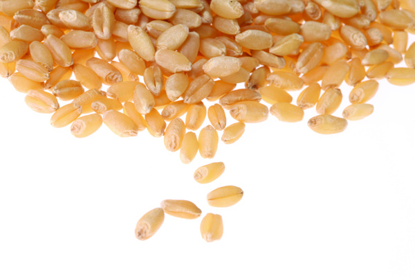 小麦小麦背景图片