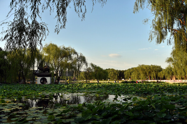 北京陶然亭风景