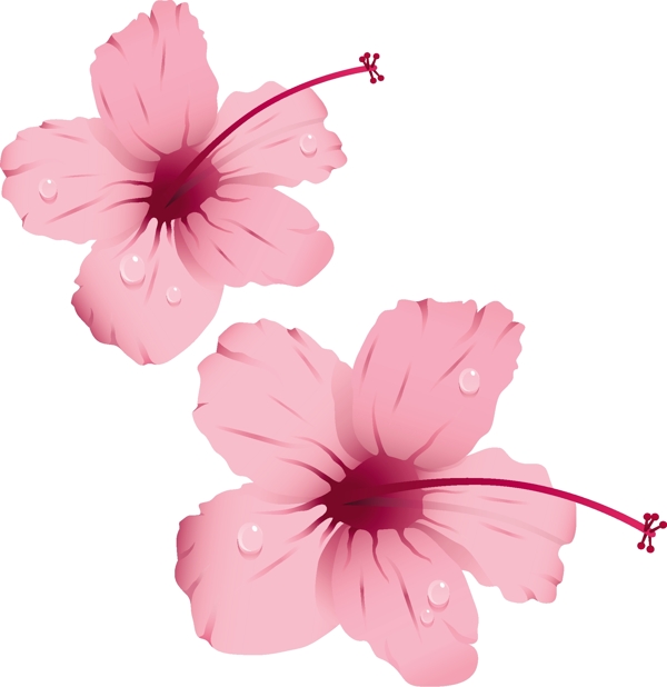 粉红色的花有水滴矢量素材