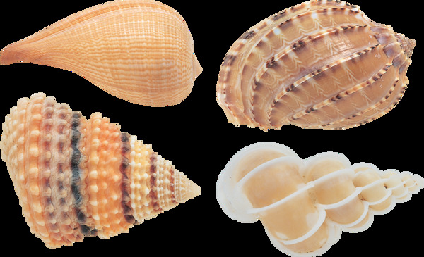 四种漂亮贝壳图片免抠png透明图层素材