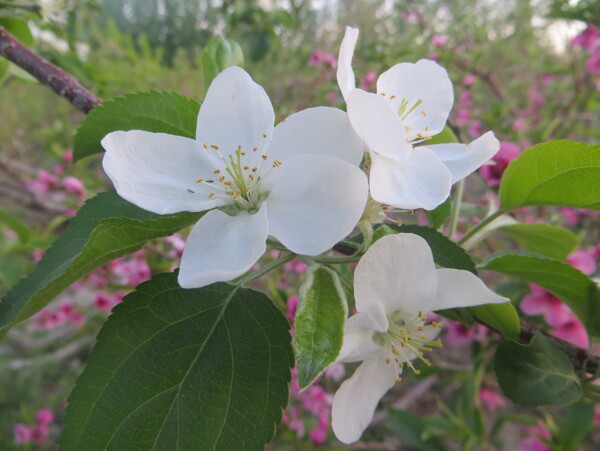 苹果花图片