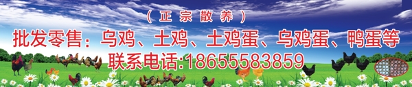 农场养鸡场宣传画面
