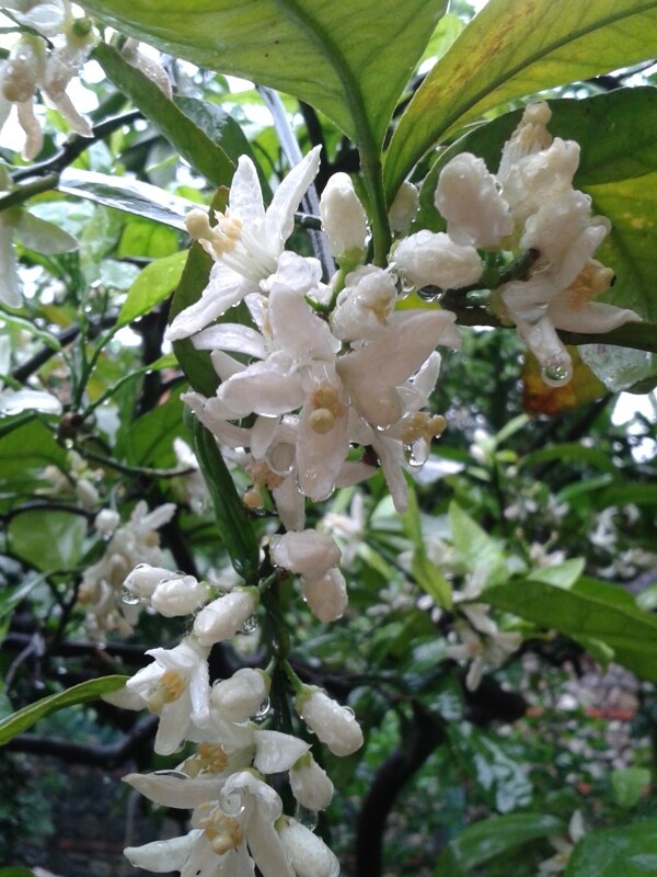 雨中盛开的柑橘花图片