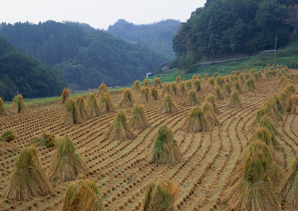 田野图片