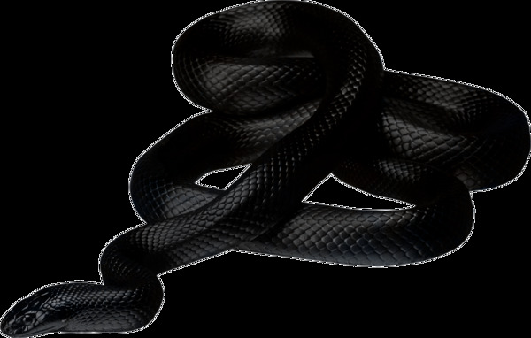 黑色的大毒蛇免抠png透明素材