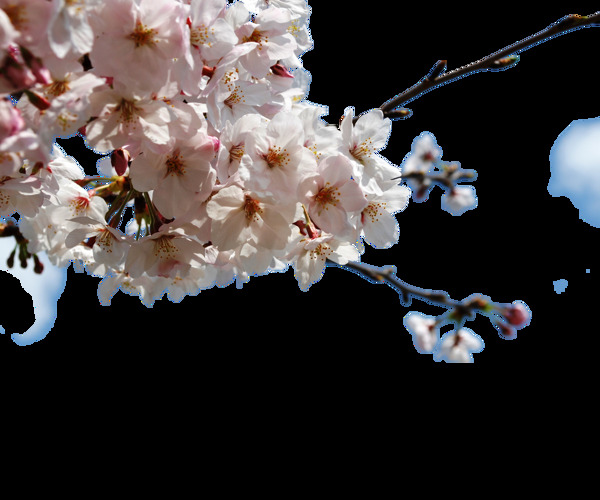 清新淡粉色花瓣樱花装饰元素