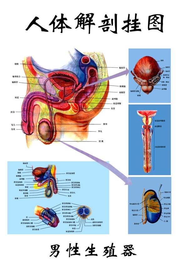 男性生殖器官图片