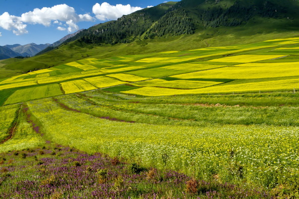 青海祁连县油菜花风景