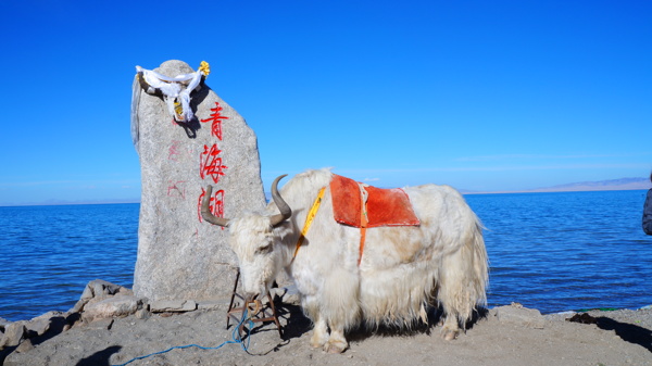 青海湖牦牛图片