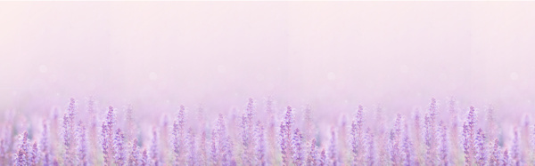 唯美紫色薰衣草花海背景