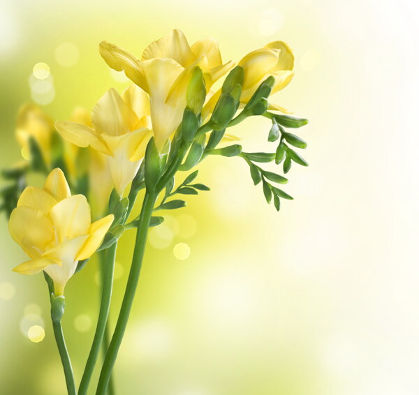 鲜艳黄色花卉图片