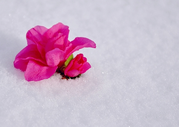 冰雪之花