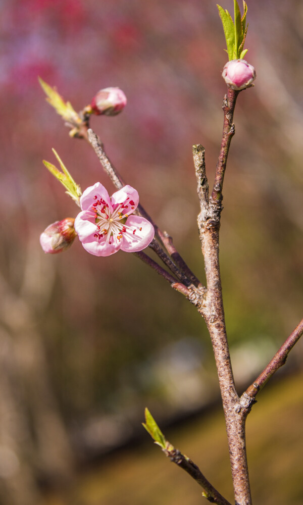 春天的桃花商用摄影