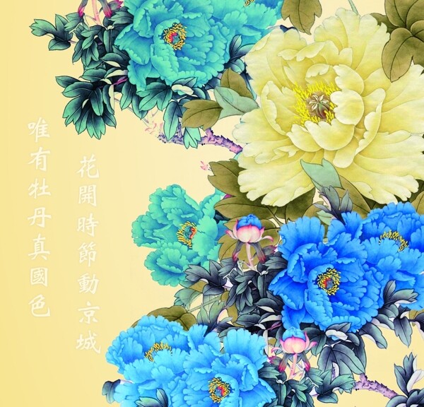 牡丹花图片