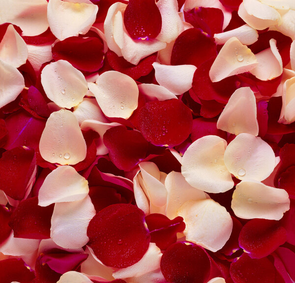 唯美彩色玫瑰花瓣图片