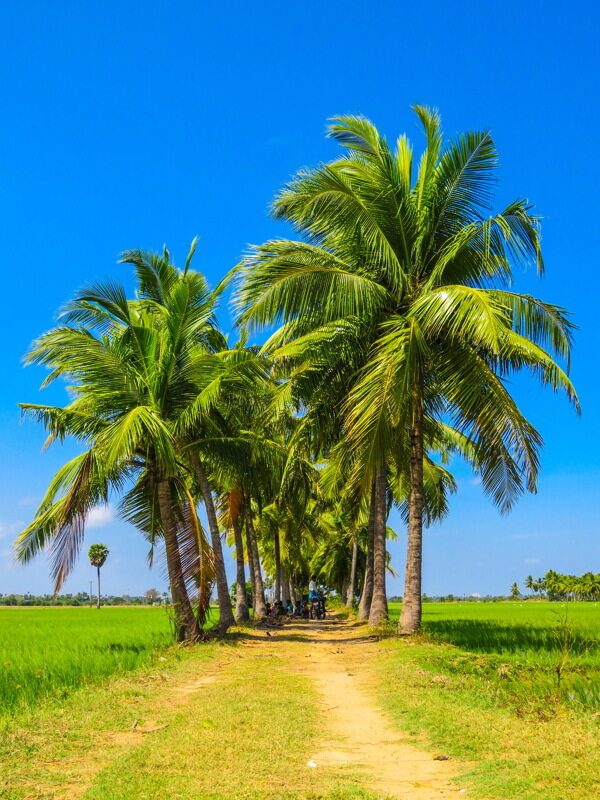 绿色热带棕榈树风景图片