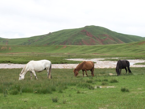 马与大草原图片