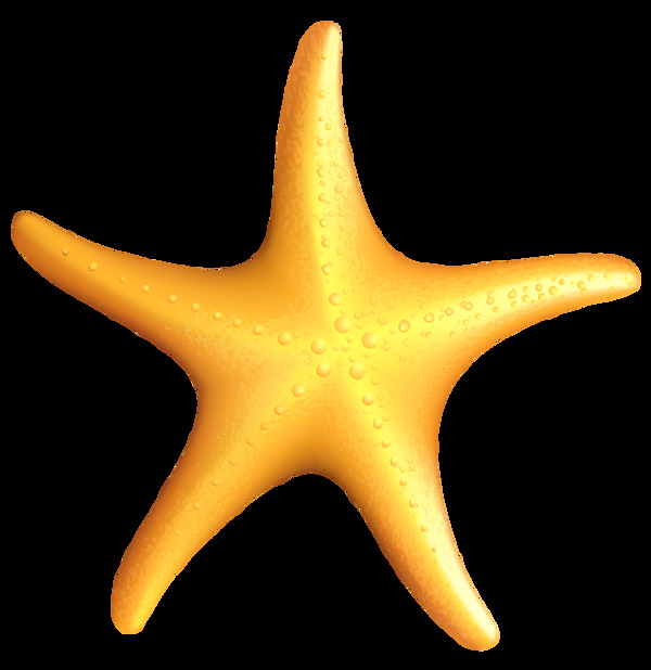 海洋生物海星