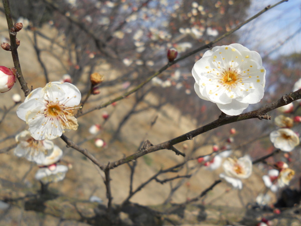 梅花香自苦寒来