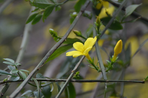黄色花迎春花小花朵