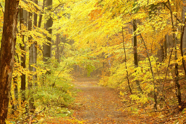 秋天的森林和小路图片