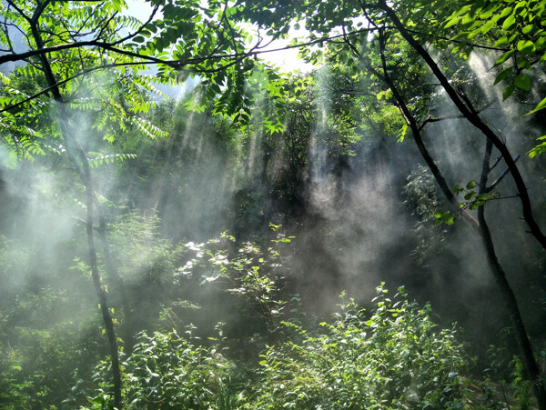 雾里的丛林