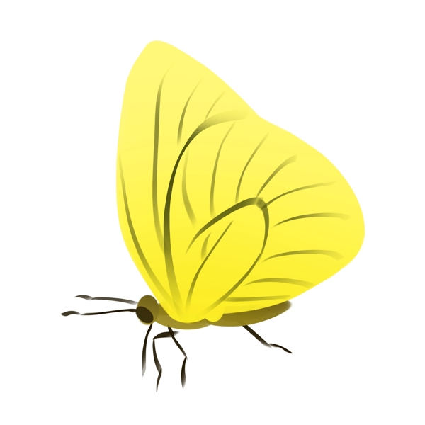黄色蝴蝶装饰插画