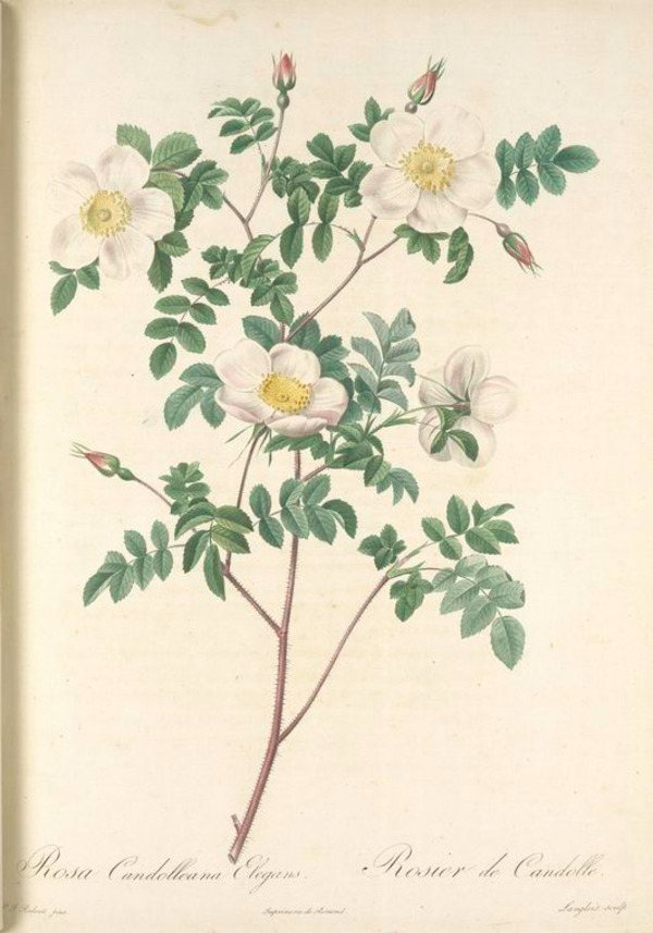 复古油画白色玫瑰花卉