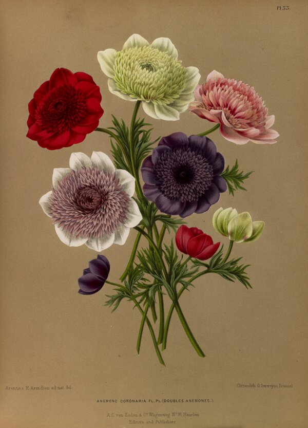 复古手绘海葵罂粟花图片