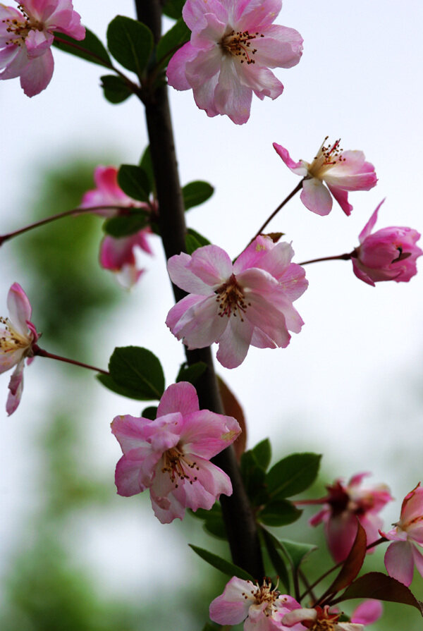 桃花图片