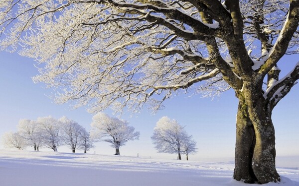 雪地大树背风景图片