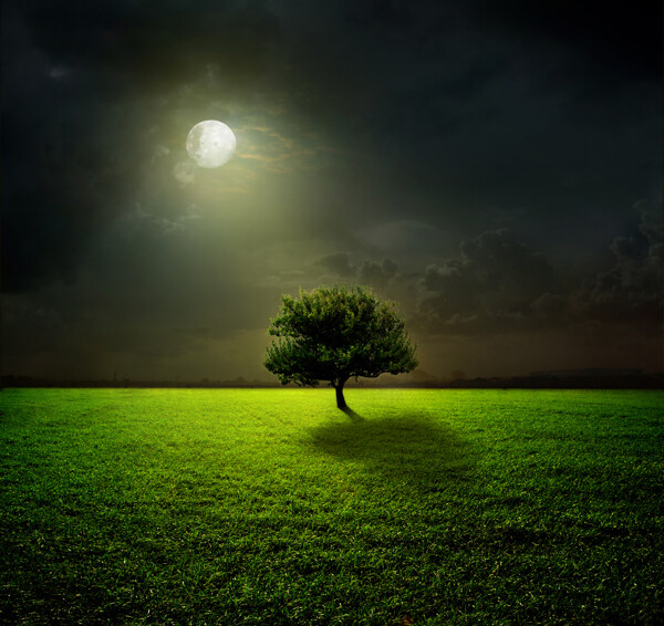 月光下的草原孤树图片