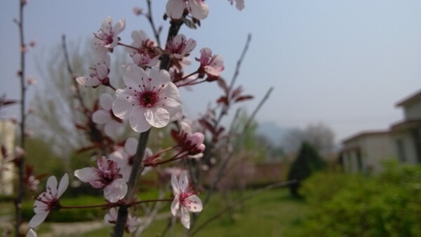 桃花图片