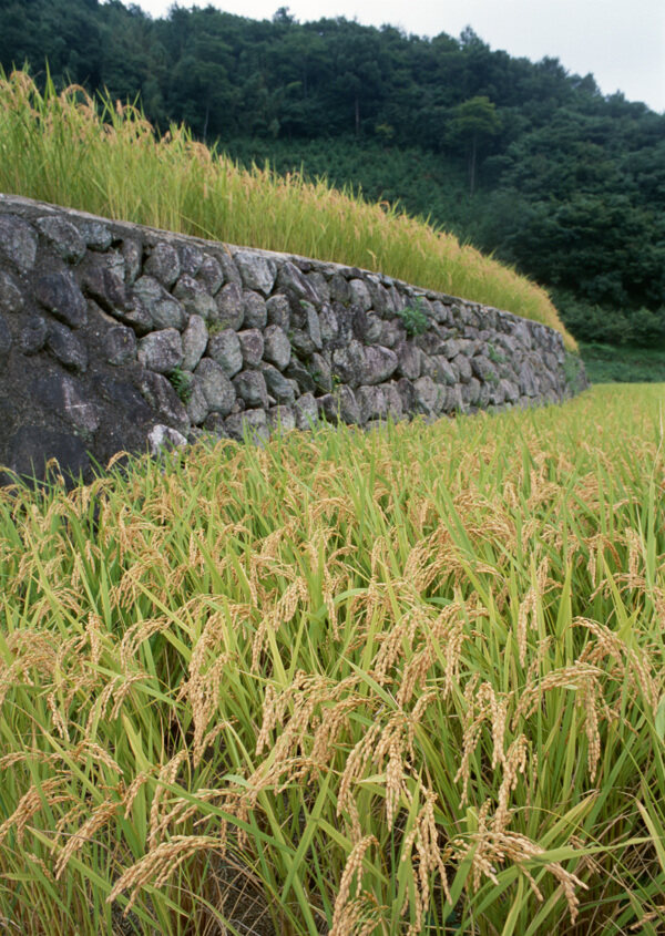 秦皇岛秋季稻田图片