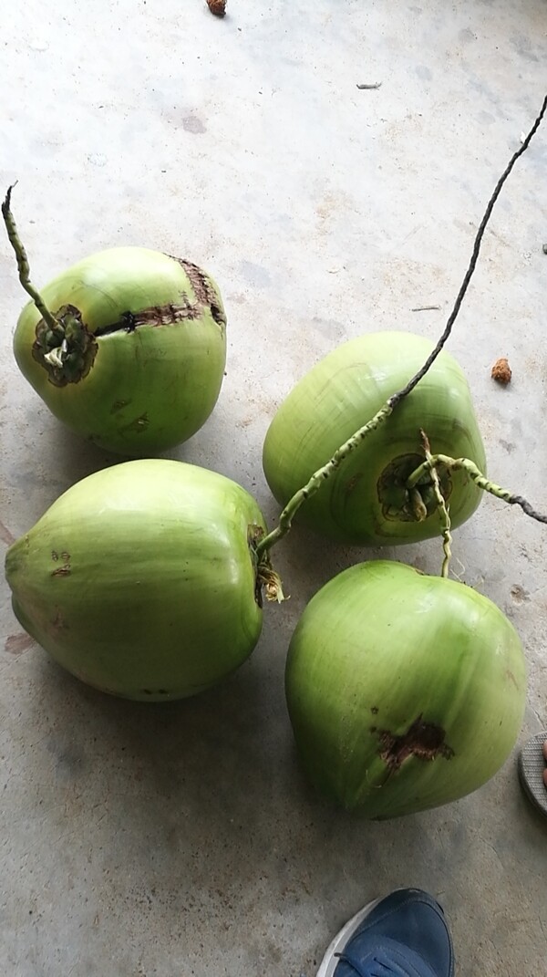 海南椰子水果椰树热带植物