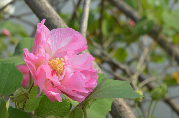 芙蓉花图片